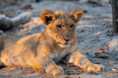 Cub, lion (Panthera leo) lying, Savuti, Chobe National Park, Botswana