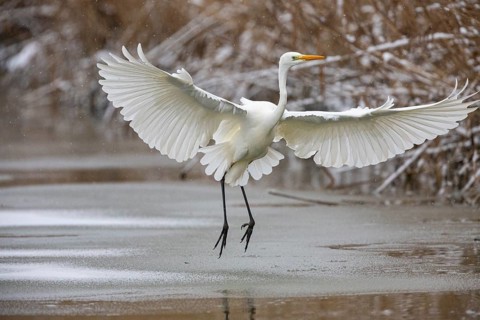 Great White Egret (Egretta alba) Germany
