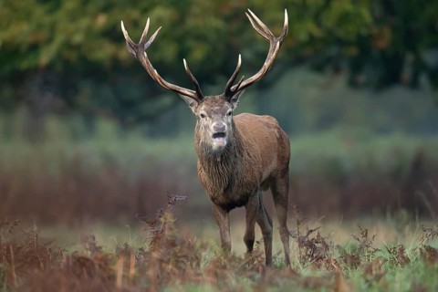 Red deer (Cervus elaphus) adult male stag animal roaring with its mouth open during the annual rut