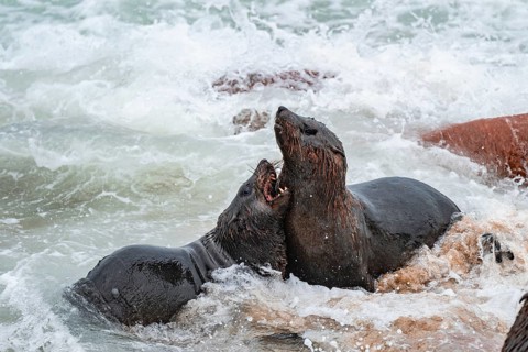 Male fur seals fighting for territory, Cape fur seal (Arctocephalus pusillus), Cape Cross, Atlantic