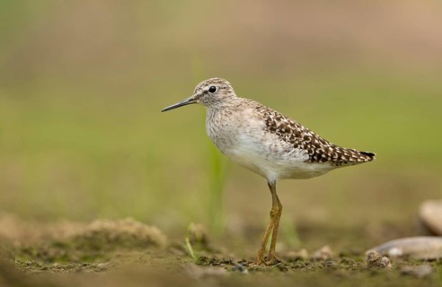 A Wood Sandpiper (Tringa glareola), sreepur, Gazipur, bangladesh