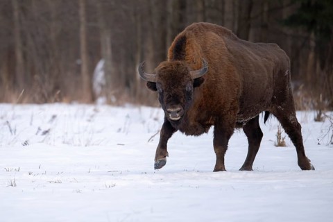 European bison (Bos bonasus, Bison bonasus), bison bull walking in a forest clearing in winter,