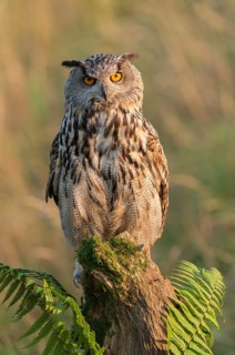Eurasian Eagle-Owl (Bubo bubo) captive, Schwyz, Switzerland