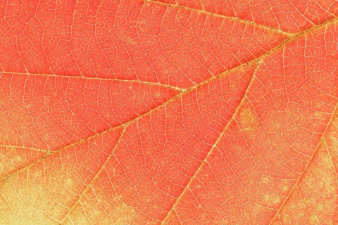 Persian ironwood (Parrotia persica), detail of leaf in autumn, North Rhine-Westphalia, Germany