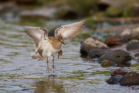 Temminck's Stint (Calidris temminckii), Greece