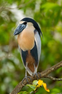 Boat-billed Heron Cochlearius cochlerius San Blas, Nayarit, Mexico 7 June Adult Ardeidae