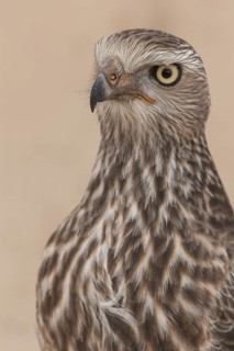 Pale Chanting Goshawk (Melierax canorus) juvenile, Northern Cape, South Africa