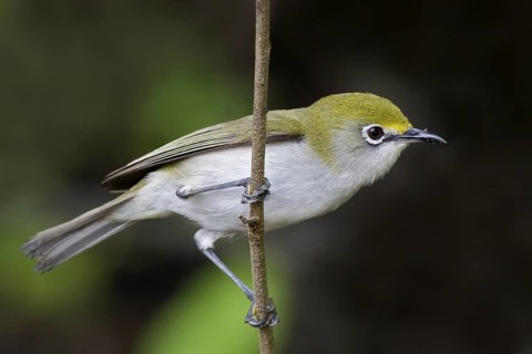 Christmas White-eye (Zosterops natalis), Christmas Island, Australia