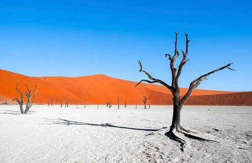 Dead camel thorn trees (Vachellia erioloba), red sand dunes, white salt pan, Dead Vlei, Sossusvlei,