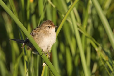 Little Grassbird (Megalurus gramineus), Victoria, Australia