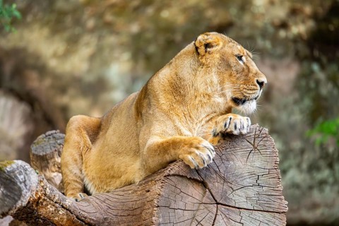 Asiatic lion (Panthera leo persica) female lying on a tree trunk, captive, Germany