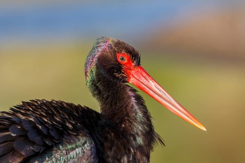 Black Stork (Ciconia nigra) foraging, Greece