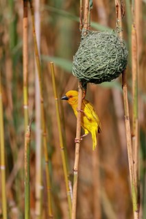 A gold weaver building a nest, iSimangaliso Wetland Park, St Lucia, KwaZulu-Natal, South Africa