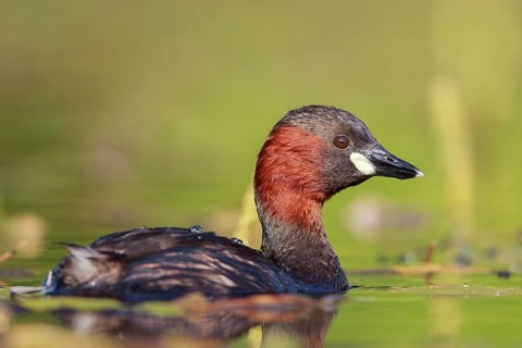 Little Grebe (Tachybaptus ruficollis), North Rhine-Westphalia, Germany