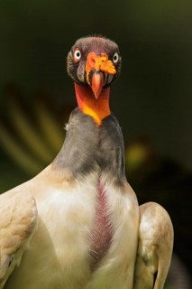 King Vulture (Sarcoramphus papa) perched on the ground in Costa Rica
