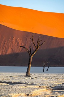 Dead camel thorn trees (Vachellia erioloba), red sand dunes, white salt pan, Dead Vlei, Sossusvlei,