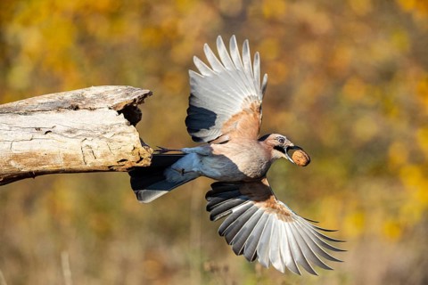 Eurasian jay (Garrulus glandarius) Germany