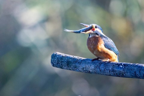 Kingfisher (Alcedo atthis) wbl Germany