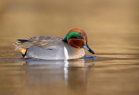 Green-winged Teal (Anas carolinensis) male, British Columbia, Canada