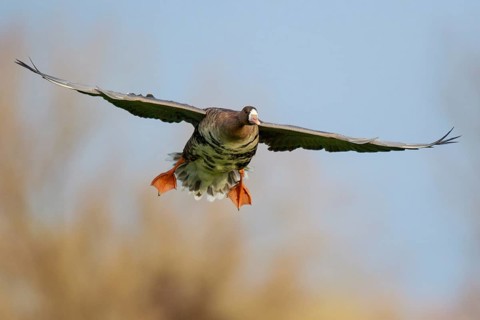 Greater White-fronted Goose (Anser albifrons) flying, North Rhine-Westphalia, Germany