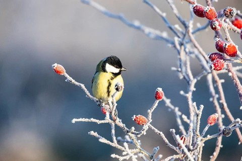 Great tit (Parus major) Germany