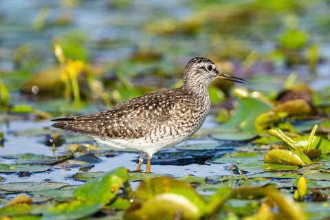 Spotted Redshank (Tringa erythropus) Hungary