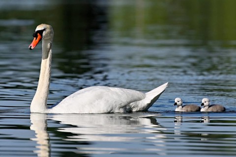 Mute swan (Cygnus olor), male with two chicks swimming in Lake Zug, Canton Zug, Switzerland