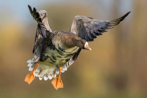 Greater White-fronted Goose (Anser albifrons) flying, North Rhine-Westphalia, Germany