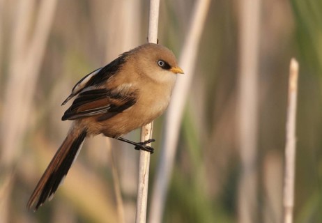 Bearded Reedling (Panurus biarmicus) juvenile, Mecklenburg-Western, Pomerania, Germany