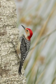 Red-bellied Woodpecker (Melanerpes carolinus) male climbing up tree, Florida, USA