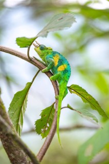 Three-horned chameleon (Trioceros jacksonii), male, between leaves on a branch, Bwindi Impenetrable