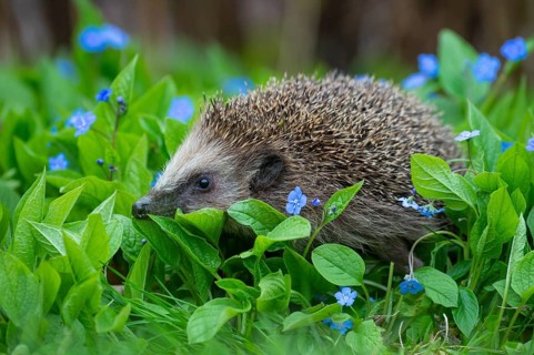 Cute hedgehog, brown-breasted hedgehog (Erinaceus europaeus) in the garden, Vechta, Lower Saxony,
