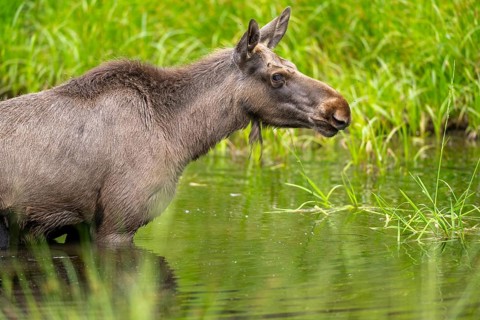 Eurasian elk (Alces alces) standing in a little swamp in early summer, Bavarian Forest, Bavaria,