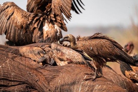 Many white-backed vultures (Gyps africanus), vultures feeding on the carcass of an elephant,