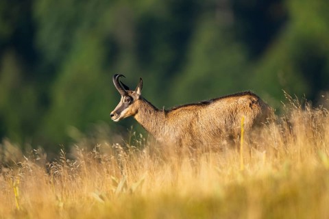 Chamois (Rupicapra rupicapra) on a meadow in the Vosges Mountains, wildlife, France