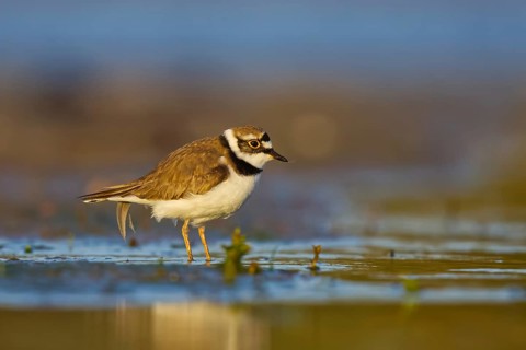Little Ringed Plover (Charadrius dubius) foraging, North Rhine-Westphalia, Germany