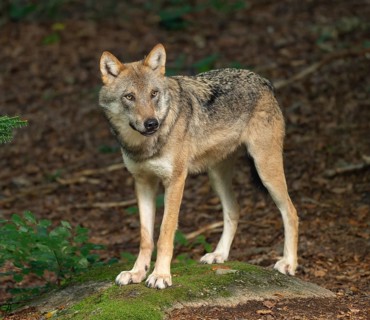 Wolf (Canis lupus) standing on a moss-covered rock and looking attentively, captive, Bavarian