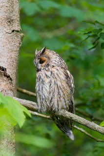 One long-eared owl (Asio otus), sitting on a branch of a tree, between green leaves