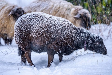 Winter weather, blowing snow, sheep on a snowy pasture, looking for food, thick fur, Elfringhauser