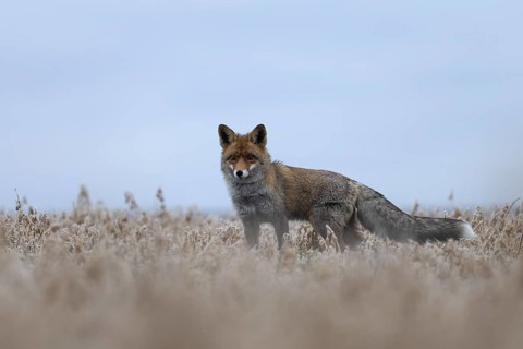 Red fox (Vulpes vulpes), Bitburg, Rhineland-Palatinate, Germany