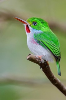 Cuban Tody (Todus multicolor) perched on a branch in Cuba
