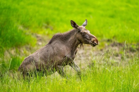 Eurasian elk (Alces alces) walking on a meadow in early summer, Bavarian Forest, Bavaria, Germany