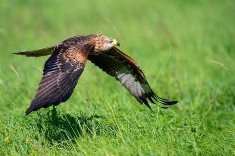Red kite (Milvus milvus) flying, Gerolstein, Rhineland-Palatinate, Germany