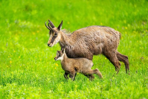 Chamois (Rupicapra rupicapra) Mother (doe) with her youngster (fawn) on a meadow, Austria