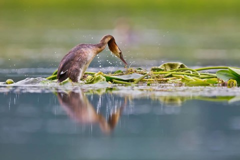 Great Crested Grebe (Podiceps cristatus) on nest, Bavaria, Germany