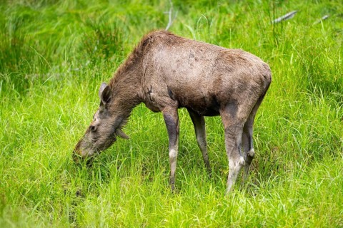 Eurasian elk (Alces alces) standing on a meadow in early summer, Bavarian Forest, Bavaria, Germany