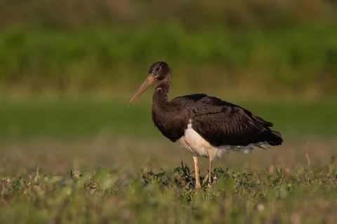 Black Stork (Ciconia nigra) juvenile foraging, Tiszaalpár, Hungary