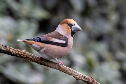 Hawfinch (Coccothraustes coccothraustes), Emsland, Lower Saxony, Germany