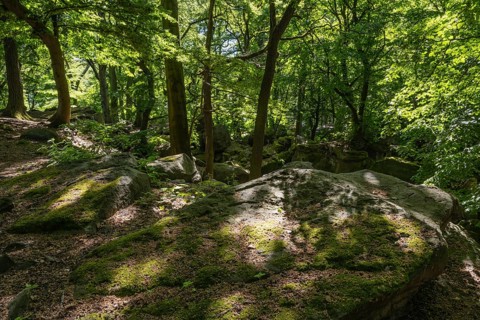 Rocks in green beech forest, Ore Mountains, Czech Republic, May 2024