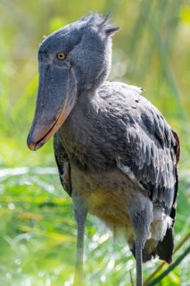 Shoebill (Balaeniceps rex), juvenile, animal portrait, swamps of Mabamba, Lake Victoria, Uganda